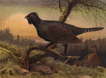 Capercaillie